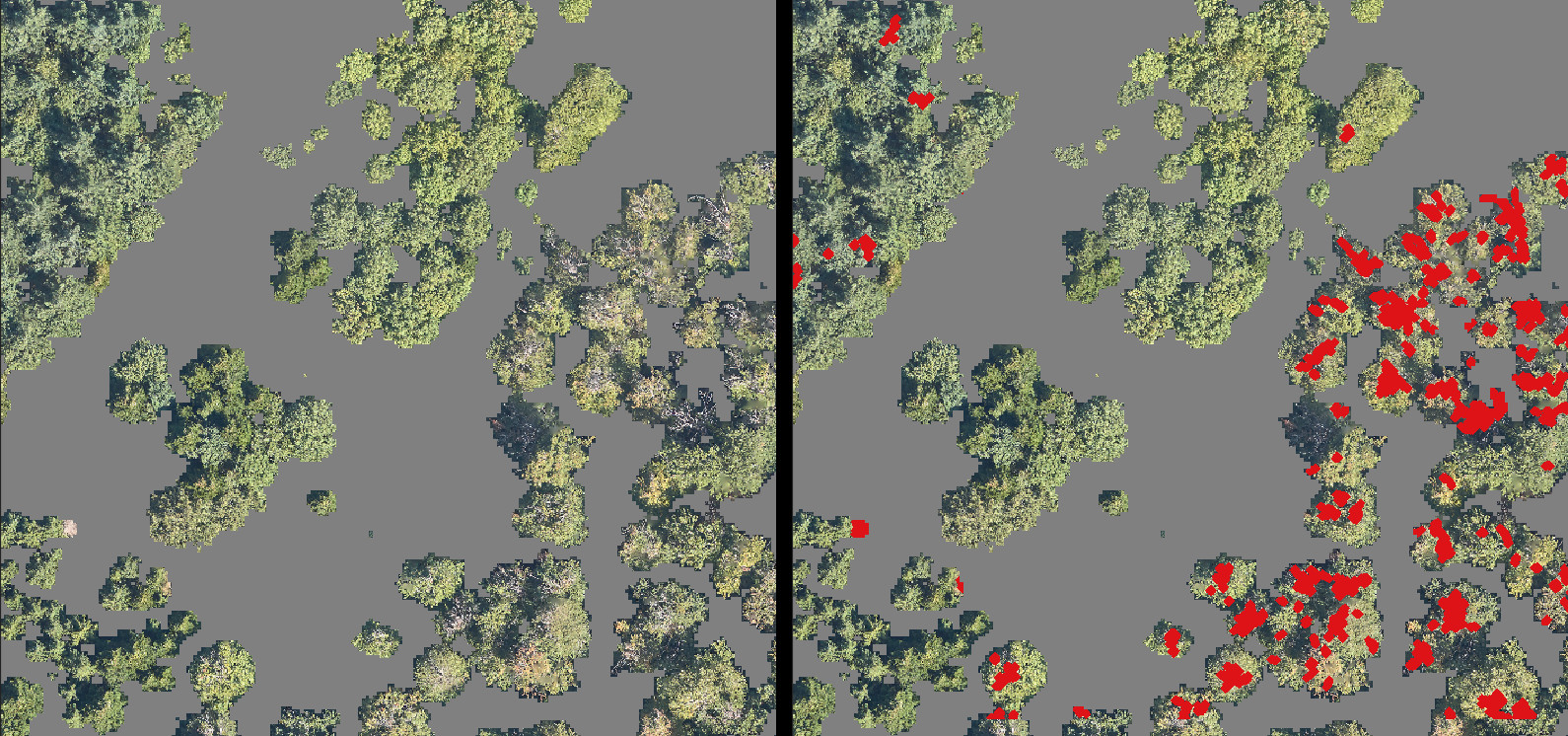 Results produced by the RGB filter for the detection of dead branches